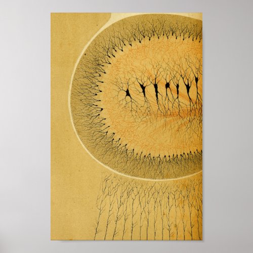 Vintage 1886 Central Nervous System Nerves Poster