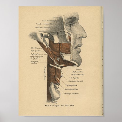 Vintage 1888 Anatomy Print Neck Face Muscles