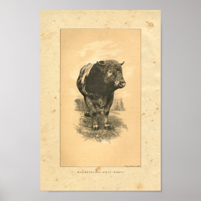 Vintage 1888 Bull Print (Front)