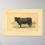 Vintage 1888 Bull Print at Zazzle