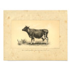 Vintage 1888 Cow Print