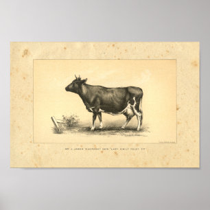 Vintage 1888 Cow Print