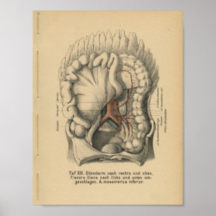 Vintage 1888 German Anatomy Print Abdomen