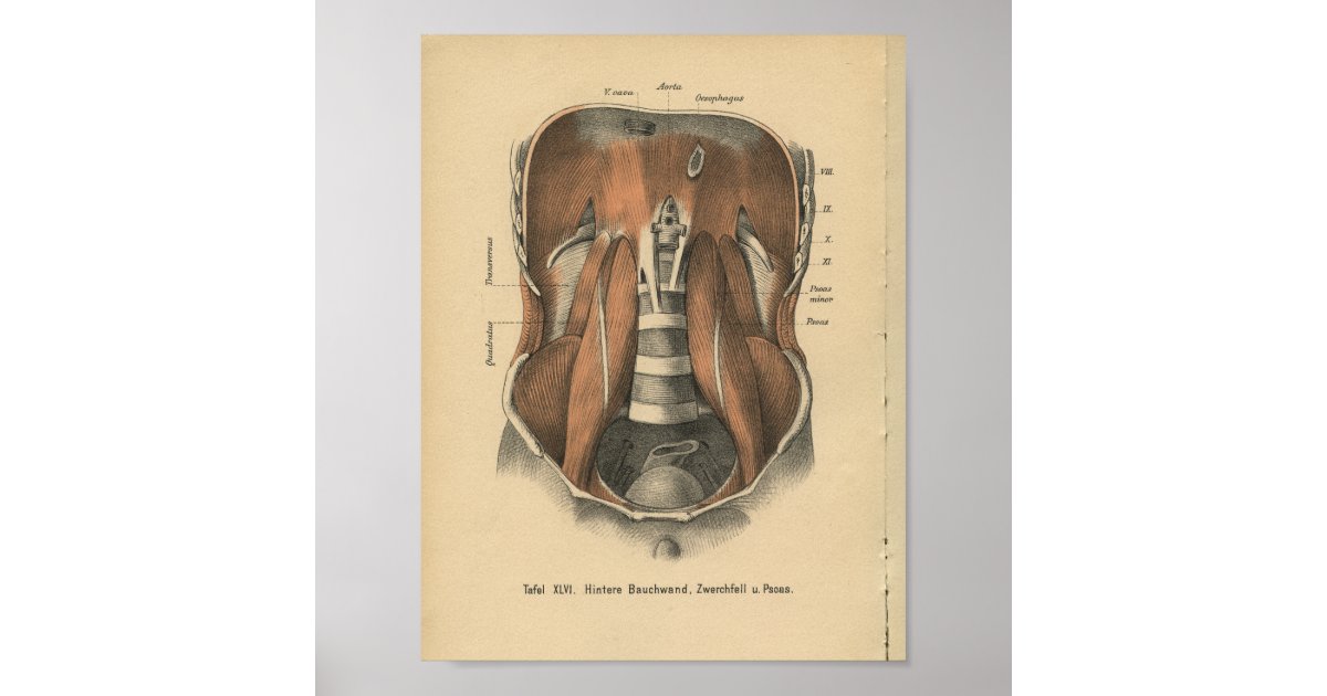 Vintage 1888 German Anatomy Print Abdomen | Zazzle