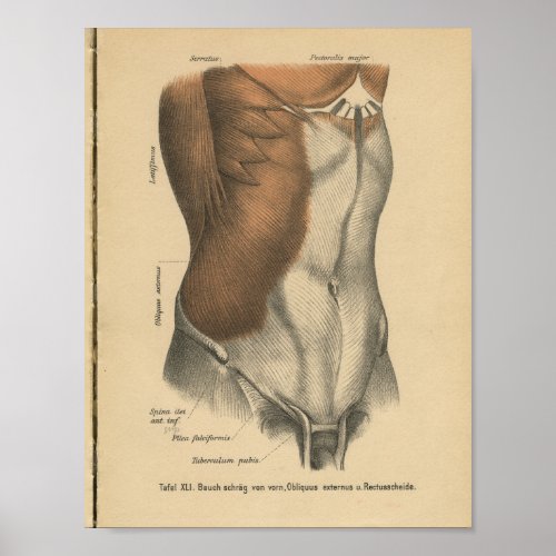 Vintage 1888 German Anatomy Print Abdomen