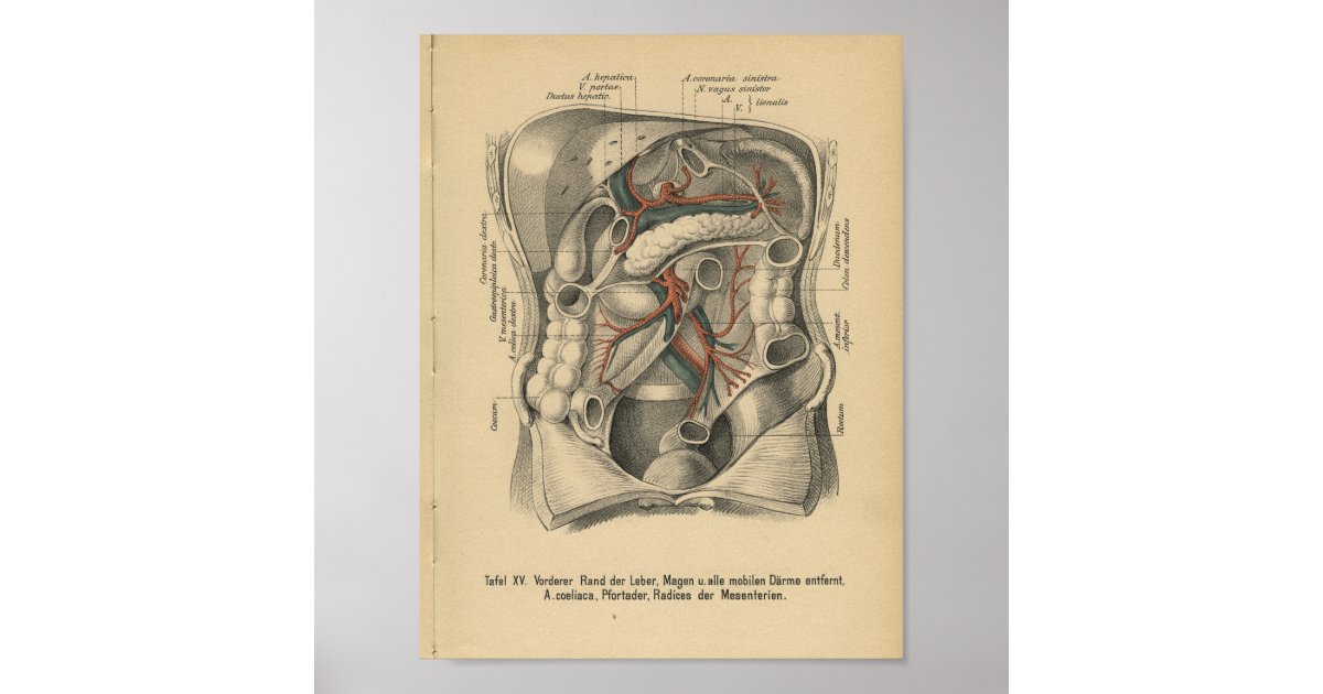 Vintage 1888 German Anatomy Print Abdomen | Zazzle