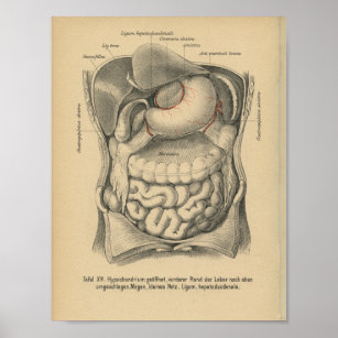 Vintage 1888 German Anatomy Print Abdomen Organs