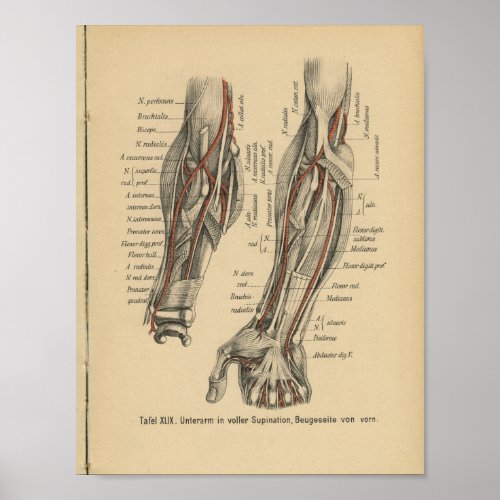 Vintage 1888 German Anatomy Print Arm Elbow