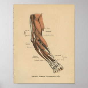 Vintage 1888 German Anatomy Print Arm Muscles