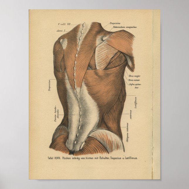Vintage 1888 German Anatomy Print Back Muscles (Front)