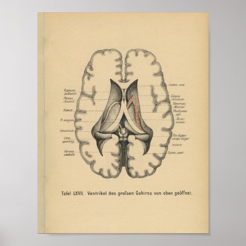 Vintage 1888 German Anatomy Print Brain