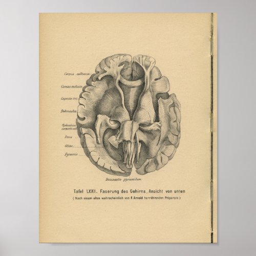 Vintage 1888 German Anatomy Print Brain
