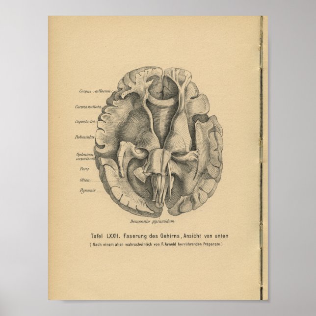 Vintage 1888 German Anatomy Print Brain (Front)