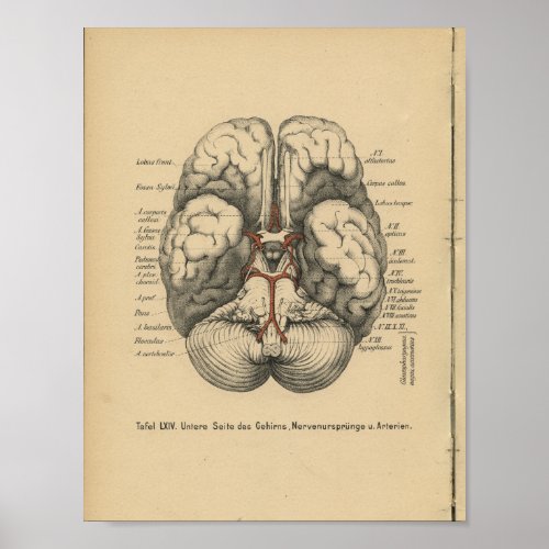 Vintage 1888 German Anatomy Print Brain