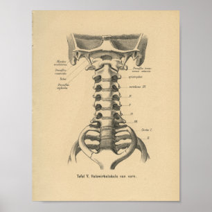 Vintage 1888 German Anatomy Print Cervical Spine