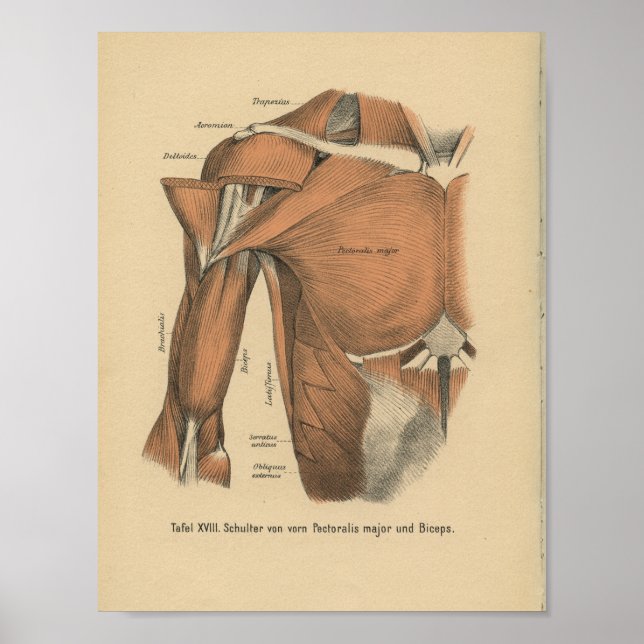 Vintage 1888 German Anatomy Print Chest Muscles (Front)