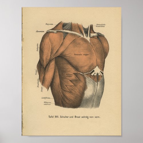 Vintage 1888 German Anatomy Print Chest Muscles
