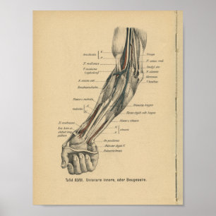 Vintage 1888 German Anatomy Print Elbow Arm