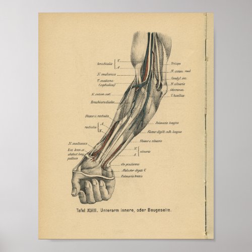 Vintage 1888 German Anatomy Print Elbow Arm