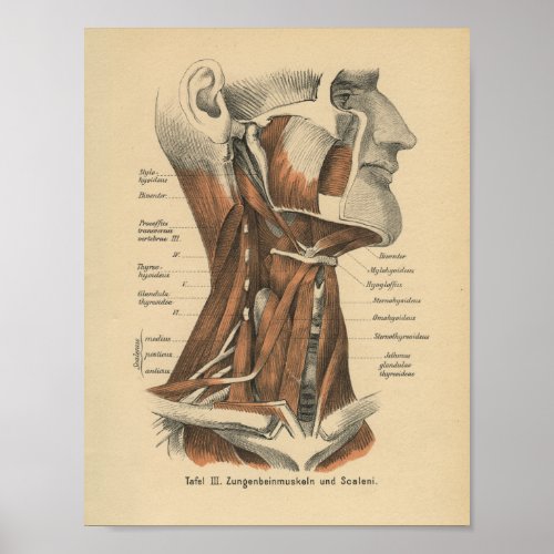 Vintage 1888 German Anatomy Print Face and Neck