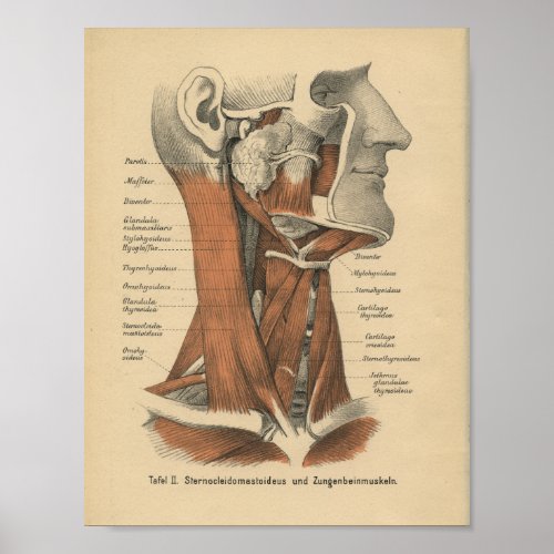 Vintage 1888 German Anatomy Print Face and Neck