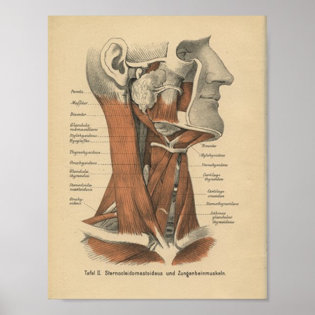 Vintage 1888 German Anatomy Print Face and Neck (Front)