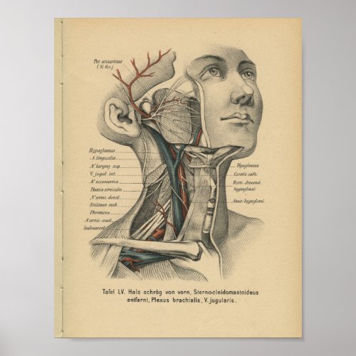 Vintage 1888 German Anatomy Print Face Neck