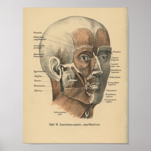Vintage 1888 German Anatomy Print Facial Muscles