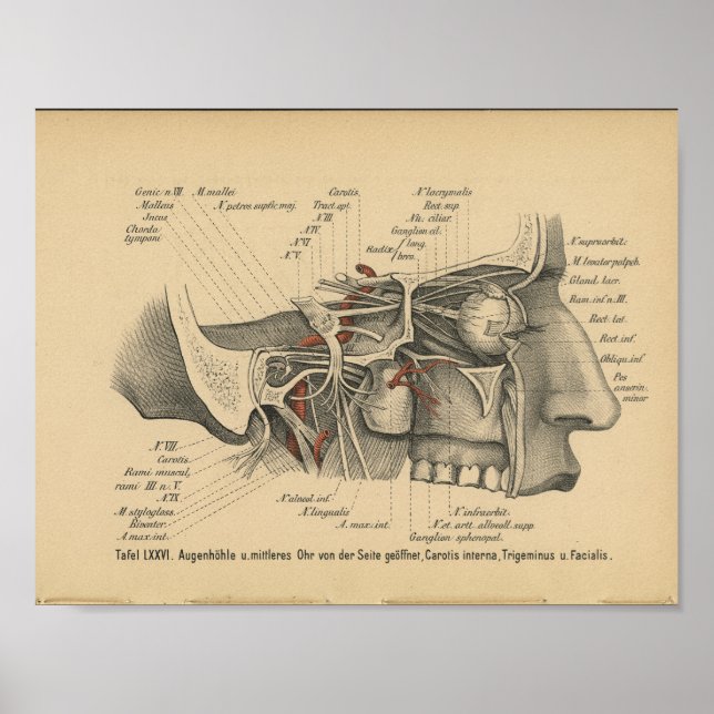 Vintage 1888 German Anatomy Print Facial Nerves (Front)
