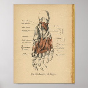 Vintage 1888 German Anatomy Print Foot Bones