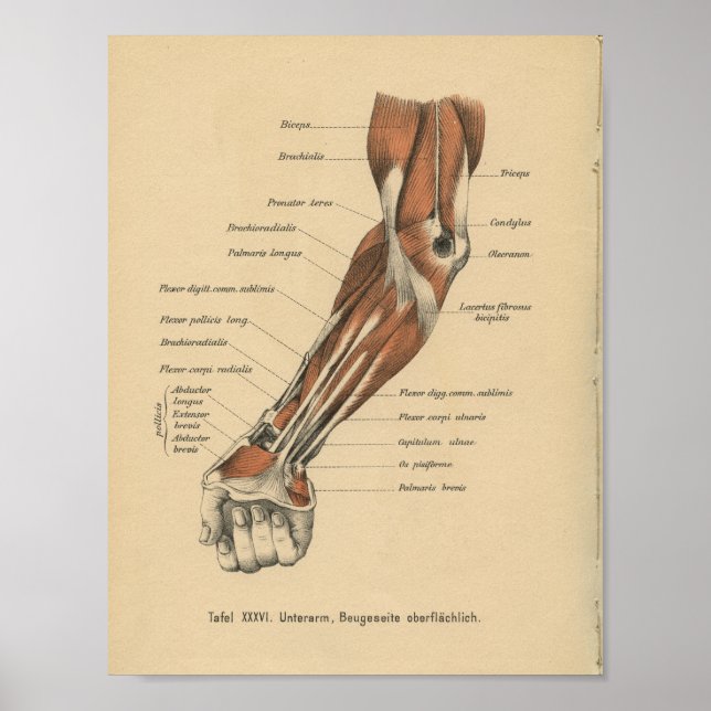 Vintage 1888 German Anatomy Print Forearm (Front)