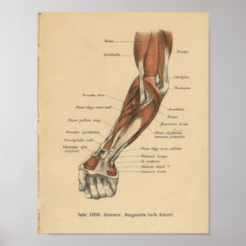 Vintage 1888 German Anatomy Print Forearm by AcupunctureProducts at Zazzle