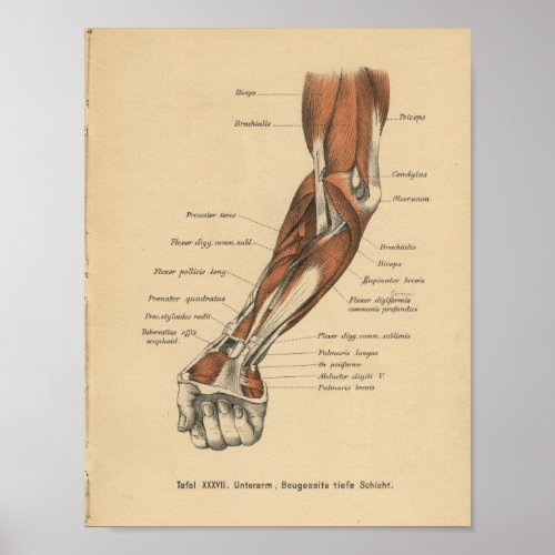 Vintage 1888 German Anatomy Print Forearm