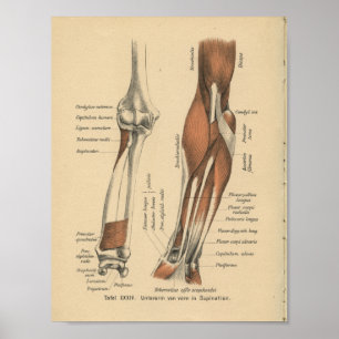 Vintage 1888 German Anatomy Print Forearm