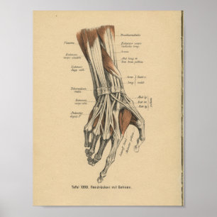 Vintage 1888 German Anatomy Print hand Muscles