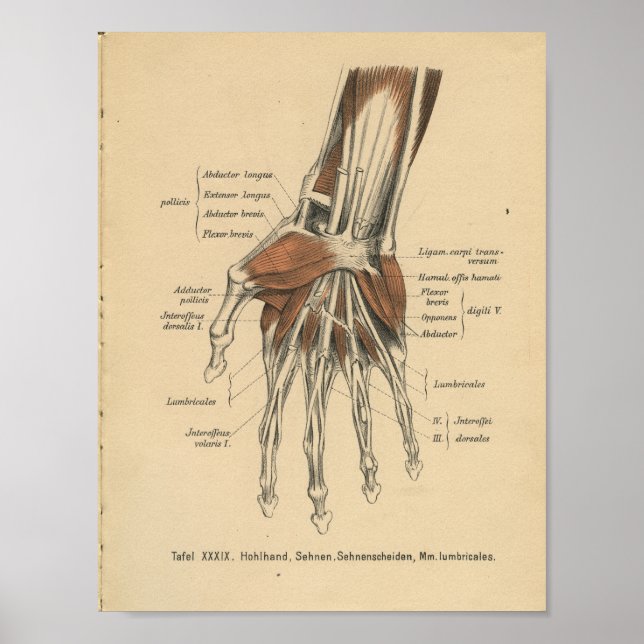 Vintage 1888 German Anatomy Print Hand Wrist (Front)