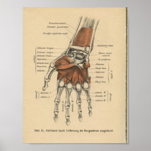 Vintage 1888 German Anatomy Print Hand Wrist
