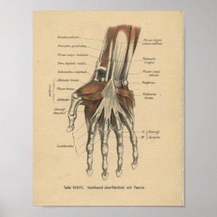 Vintage 1888 German Anatomy Print Hand Wrist