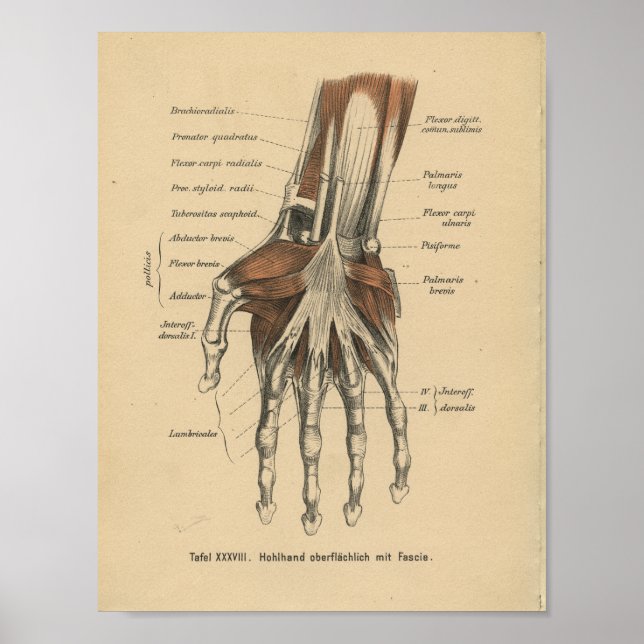 Vintage 1888 German Anatomy Print Hand Wrist (Front)