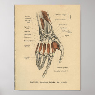 Vintage 1888 German Anatomy Print Hand Wrist