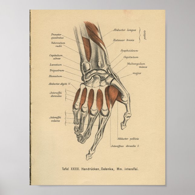 Vintage 1888 German Anatomy Print Hand Wrist (Front)