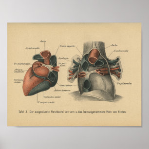 Vintage 1888 German Anatomy Print Heart