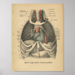 Vintage 1888 German Anatomy Print Heart