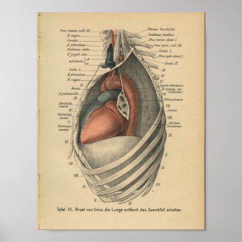 Vintage 1888 German Anatomy Print Heart