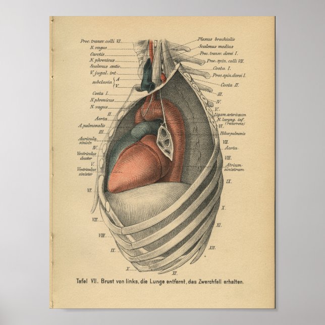 Vintage 1888 German Anatomy Print Heart (Front)