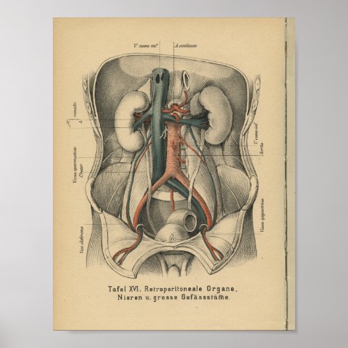 Vintage 1888 German Anatomy Print Kidneys