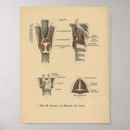 Vintage 1888 German Anatomy Print Larynx