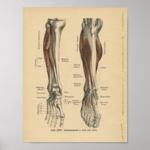 Vintage 1888 German Anatomy Print Leg Foot