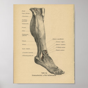 Vintage 1888 German Anatomy Print Leg Foot