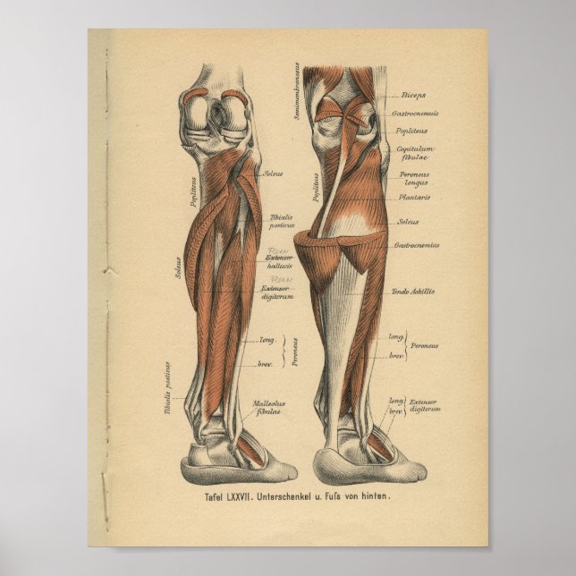 Vintage 1888 German Anatomy Print Leg Foot (Front)